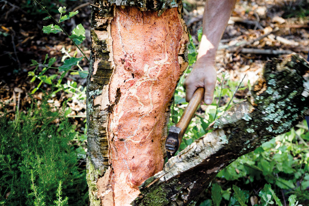 Cork is from trees native to our Empordà region